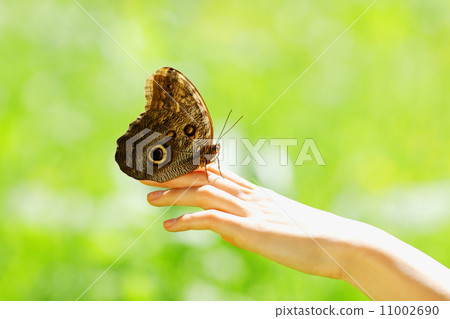butterfly on a female hand butterfly on a female hand 11002690
