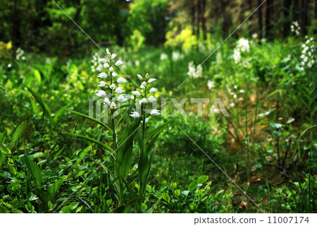 White beauty flower in forest White beauty flower in forest 11007174