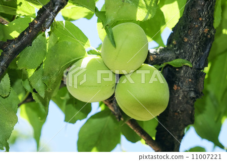 Plum fruit Plum fruit 11007221