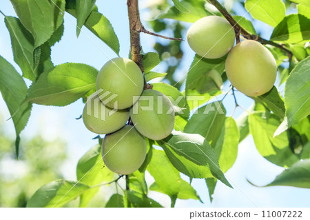 Plum fruit Plum fruit 11007222