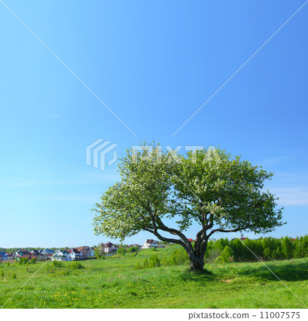 alone tree alone tree 11007575