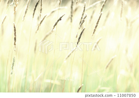 hay close up 11007850