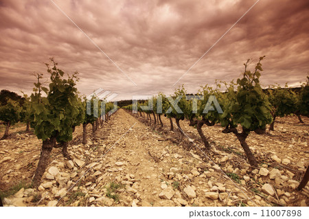 Vineyard in france on sunrise Vineyard in france on sunrise 11007898