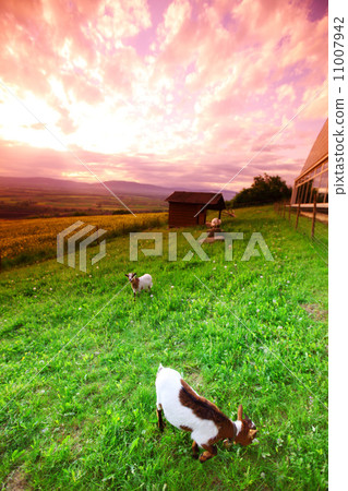 goats in green grass on sunrise goats in green grass on sunrise 11007942