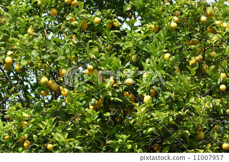 Lemon close up Lemon close up 11007957