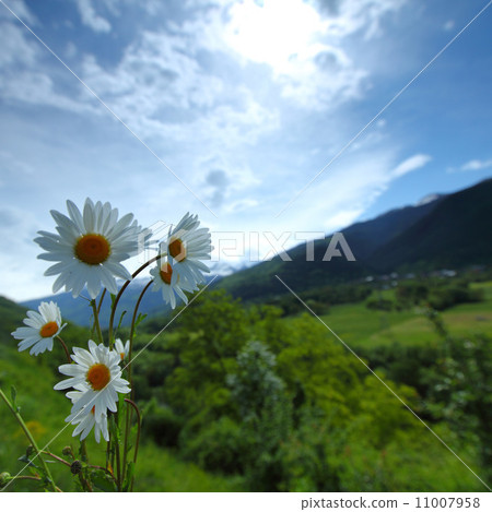 Beautiful camomile in Alps swiss Beautiful camomile in Alps swiss 11007958