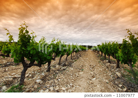 Orange Sky over Green Vineyard 11007977