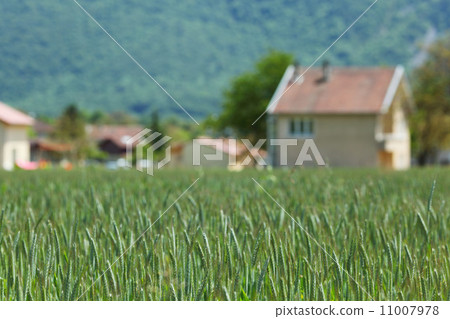Early spring wheat field 11007978