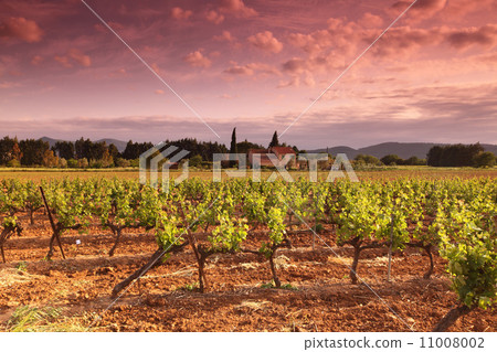 Amazing Vineyard Sunset in france 11008002