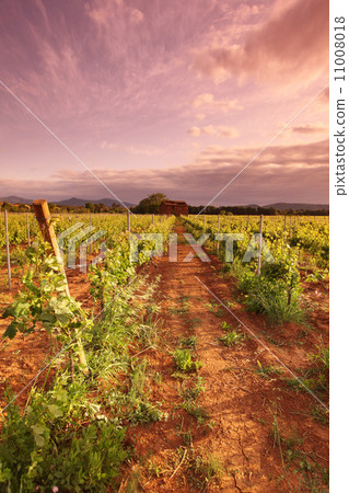 Vineyard in france on sunrise Vineyard in france on sunrise 11008018