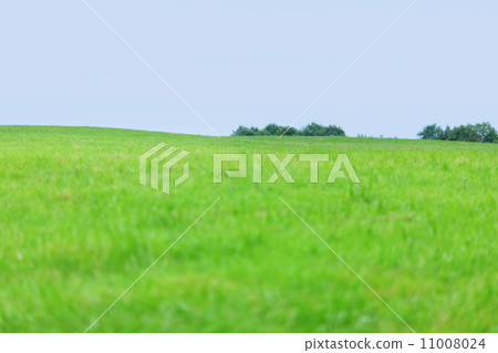 green grass green grass 11008024