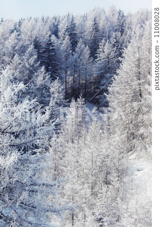 forest in snow 11008028