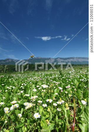 Beautiful camomile in Alps swiss 11008031