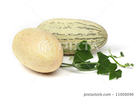 torped melon 11008096