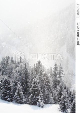 forest in snow 11008097