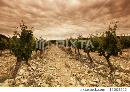 Orange Sky over Green Vineyard 11008222