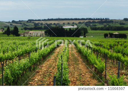 Orange Sky over Green Vineyard Orange Sky over Green Vineyard 11008307