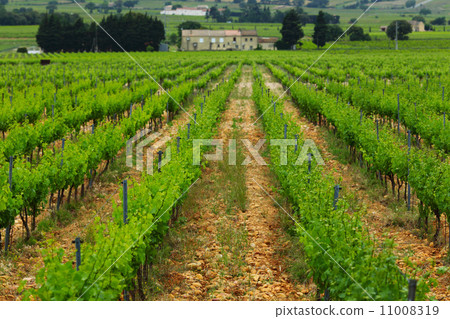 Orange Sky over Green Vineyard 11008319