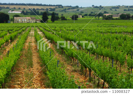 Orange Sky over Green Vineyard 11008327