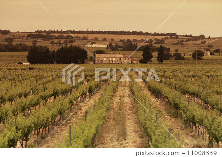 Orange Sky over Green Vineyard 11008339