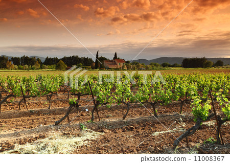 Amazing Vineyard Sunset in france Amazing Vineyard Sunset in france 11008367