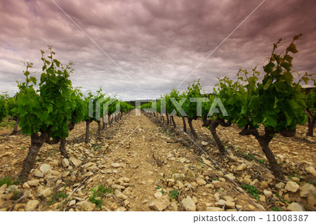 Orange Sky over Green Vineyard Orange Sky over Green Vineyard 11008387