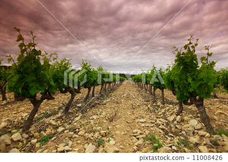 Orange Sky over Green Vineyard Orange Sky over Green Vineyard 11008426