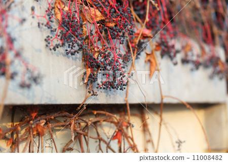 dry grape on wall 11008482