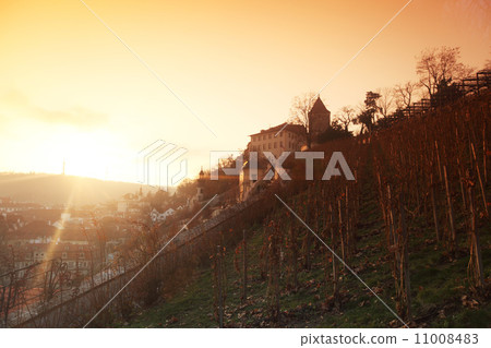 vineyard in prague 11008483