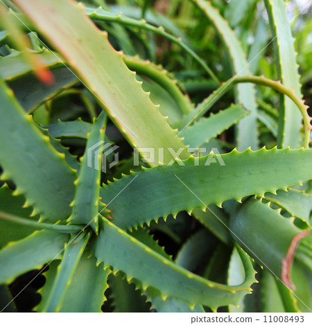 aloe 11008493