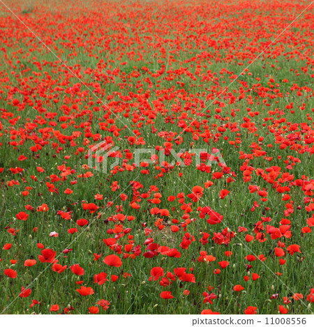 Field of poppies with beauty sky Field of poppies with beauty sky 11008556