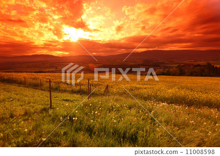 Green meadow under sunset sky with clouds Green meadow under sunset sky with clouds 11008598