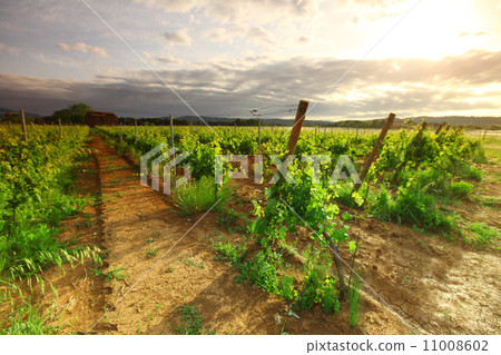 Vineyard in france on sunrise 11008602