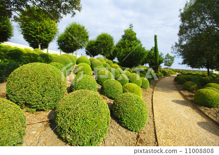 Boxwood in Amboise Boxwood in Amboise 11008808