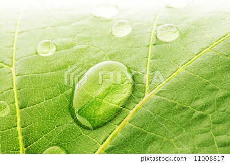 Water drops on leaf macro 11008817