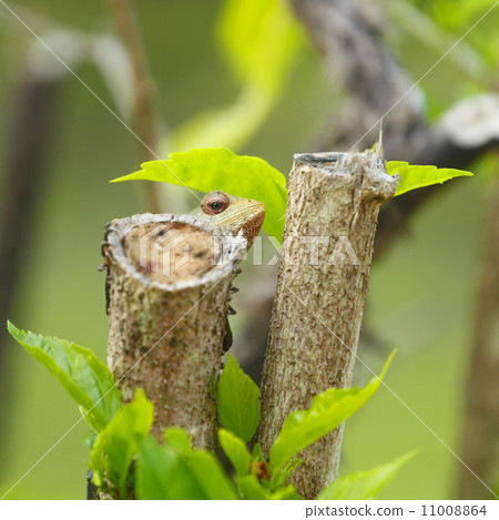 Chameleon looking out from branch Chameleon looking out from branch 11008864