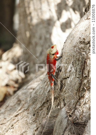 Chameleon on bark Chameleon on bark 11008876