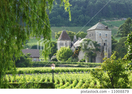 Vineyards in Gevrey Chambertin Vineyards in Gevrey Chambertin 11008879