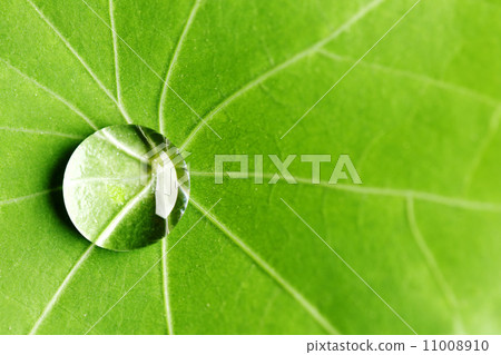 Water drop on green leaf Water drop on green leaf 11008910