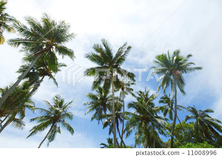 Palm trees on sky background 11008996