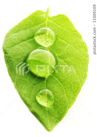 Water drop on leaf macro Water drop on leaf macro 11009109