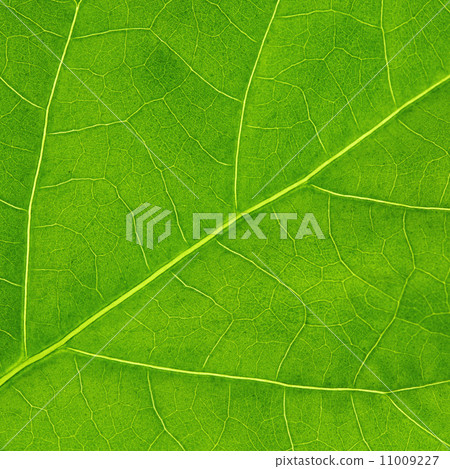 Green leaf texture Green leaf texture 11009227