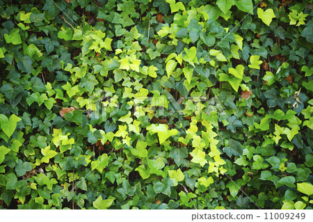 Green wall of Ivy leaves 11009249