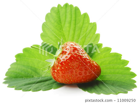 Strawberry with leaves 11009250