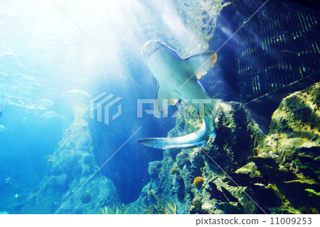 Shark underwater Shark underwater 11009253