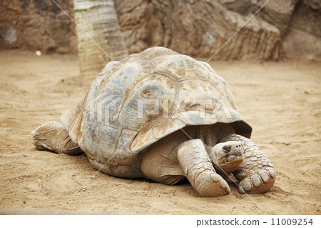 Seychelles turtle 11009254