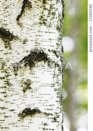 Birch bark Birch bark 11009290