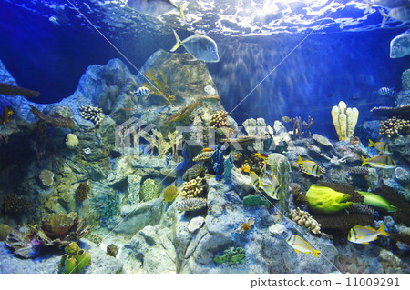 Tropical fish on a coral reef 11009291