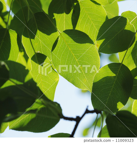 Green leaf background 11009323