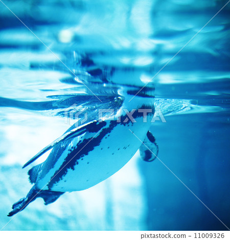 Swimming Penguin Swimming Penguin 11009326